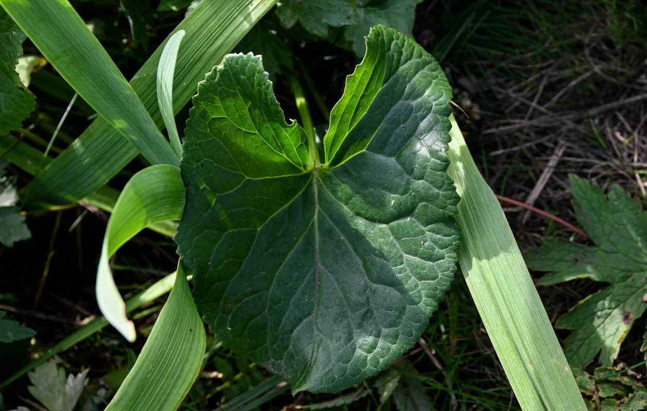 Изображение особи Ligularia hodgsonii.