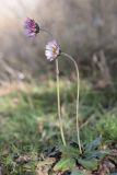 Bellis sylvestris