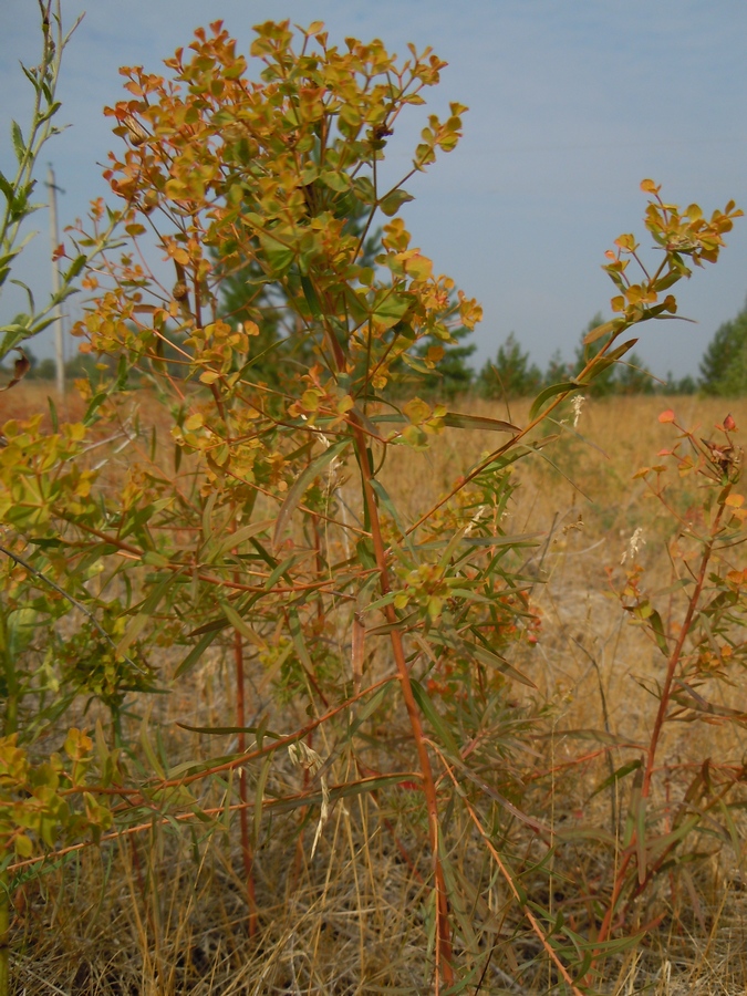 Image of Euphorbia uralensis specimen.