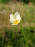 Viola arvensis