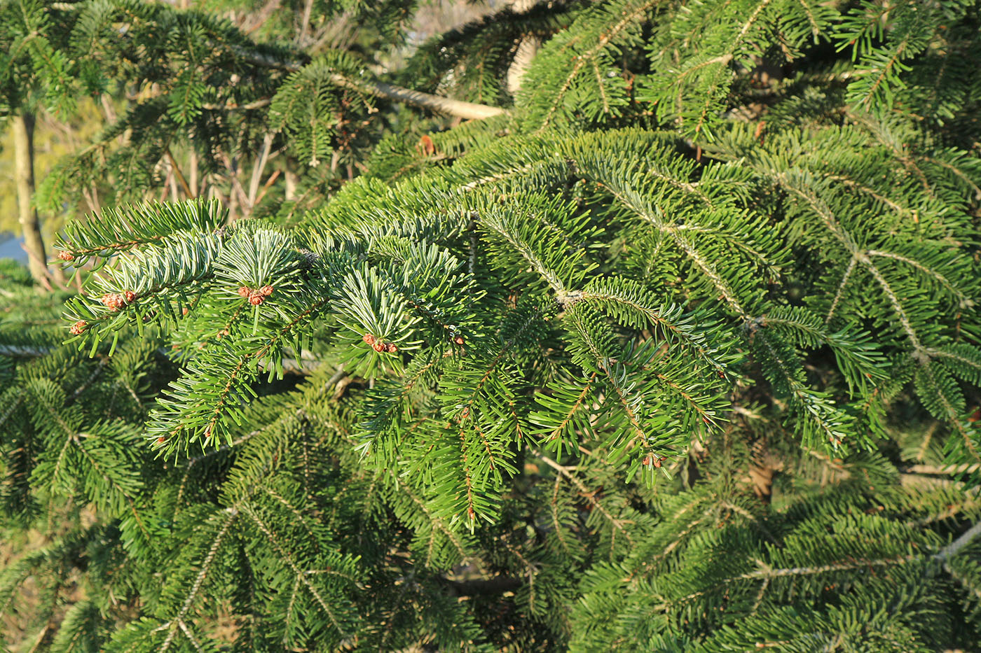 Image of genus Abies specimen.