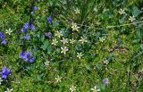 Minuartia aizoides. Цветущие растения в сообществе с Veronica (синие цветки) и Trifolium (тройчатые листья). Армения, обл. Арагацотн, гора Арагац, берег оз. Кари, ≈ 3200 м н.у.м., каменистый склон. 22.06.2022.
