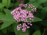 Spiraea japonica. Соцветие. Магаданская обл., Ольский р-н, пгт Ола, декоративное озеленение улицы. 05.08.2023.