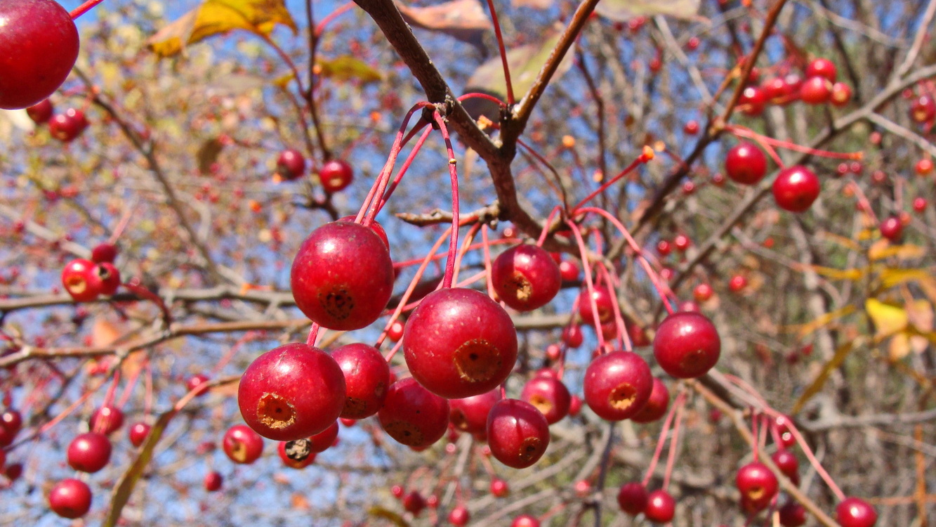 Image of Malus baccata specimen.