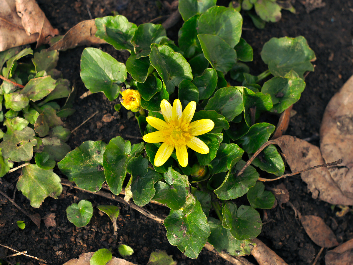 Image of Ficaria verna specimen.