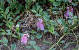 Capparis herbacea