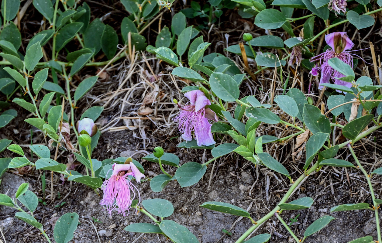 Изображение особи Capparis herbacea.