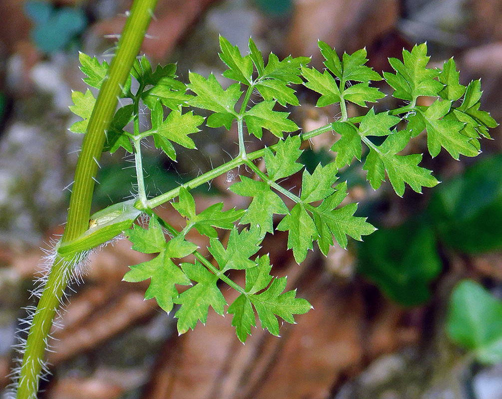 Image of Laserpitium hispidum specimen.