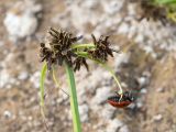 Cyperus fuscus. Верхушка побега с соцветиями и сидящей божьей коровкой (Coccinella septempunctata). Татарстан, окр. с. Камское Устье, берег р. Волга, песчано-глинистый пляж. 21.09.2023.