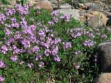 Thymus glabricaulis. Цветущие растения. Полярный Урал, долина Большой Лагорты (Бол. Лохорты). 17.07.2007.