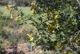 Cytisus villosus. Верхушка ветви с увядающими цветками и формирующимися плодами. Испания, автономное сообщество Каталония, провинция Жирона, комарка Баш Эмпорда, муниципалитет Санта-Кристина-де-Аро, окр. н.п. Романья-де-ла-Сельва, опушка дубового леса у кромки пашни. 21.04.2024.