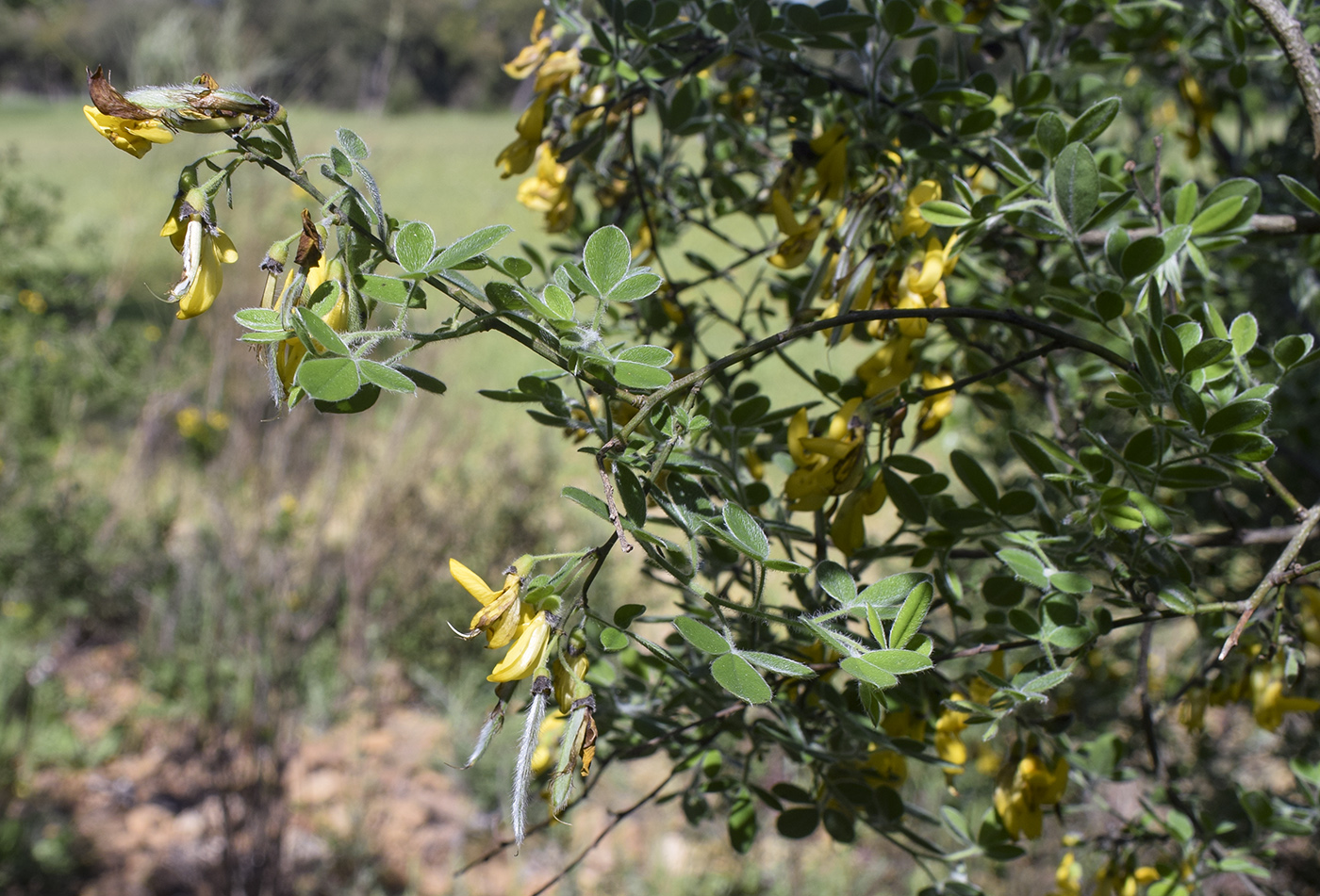 Изображение особи Cytisus villosus.