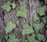 Hedera helix. Листья. Кавказ, Сочинский р-н, Лазаревское, сосновый лес, на стволе Pinus sylvestris ssp. hamata. 10.04.2024.