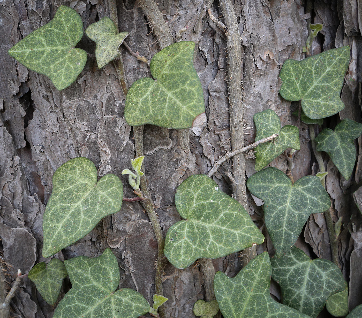 Изображение особи Hedera helix.