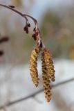 Alnus incana. Alnus incana 'Laciniata' Мужские (внизу) и женские соцветия-серёжки в период пыления. ХМАО - Югра, г. Сургут, Сургутский ботанический сад. 12.05.2024.