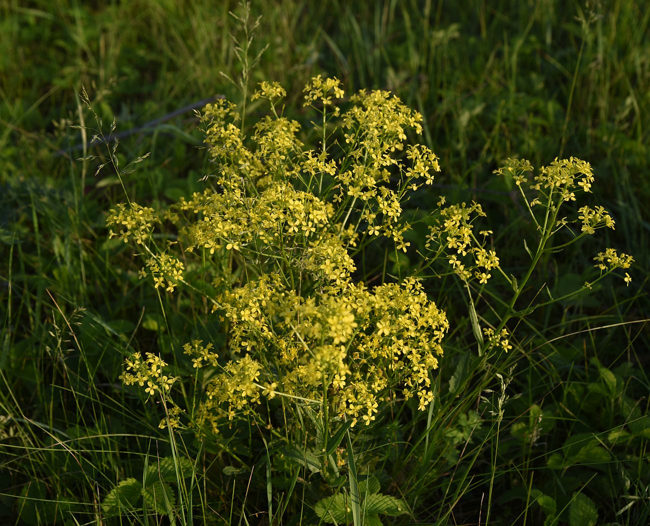 Image of Bunias orientalis specimen.