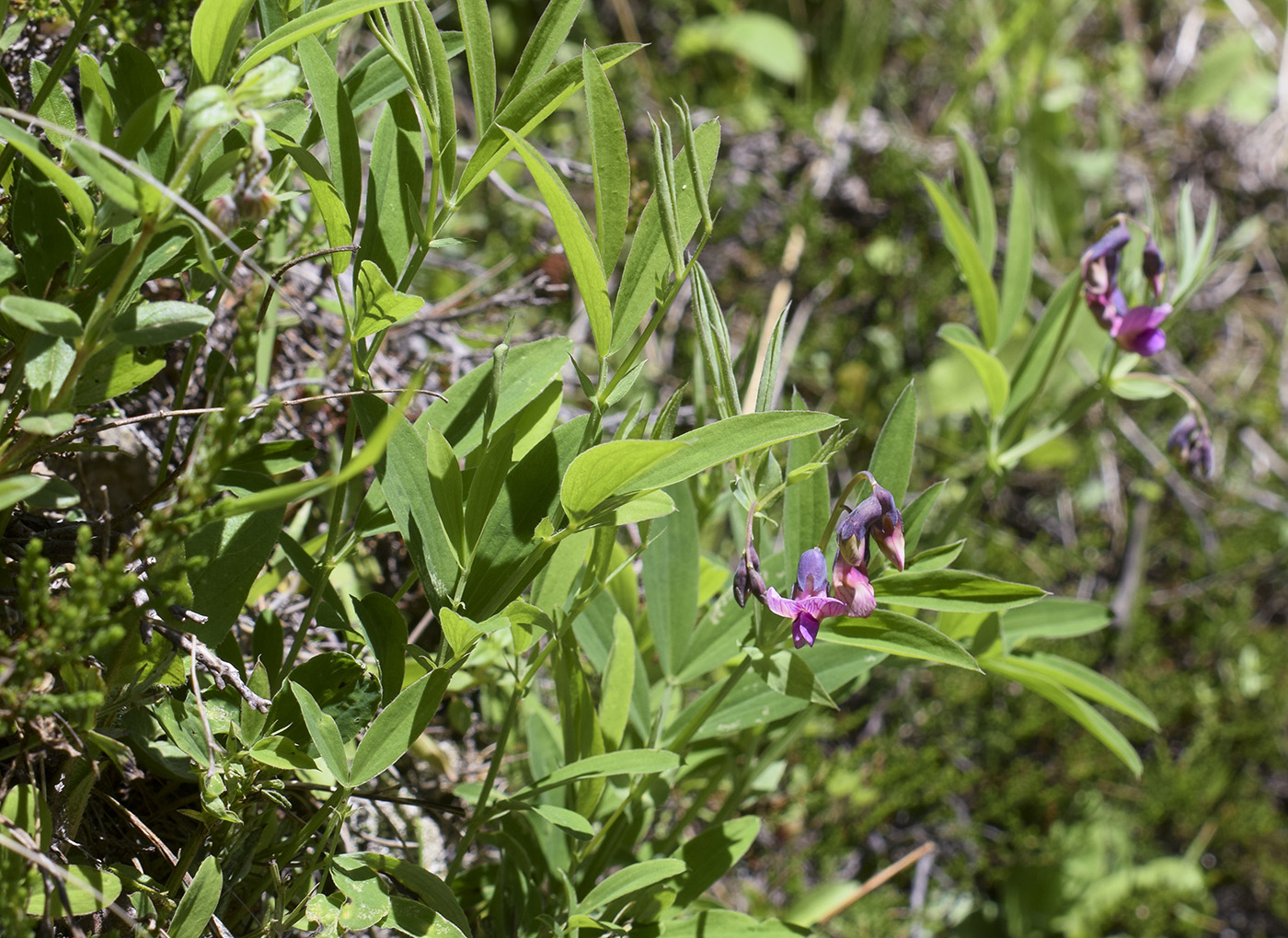 Image of Lathyrus linifolius specimen.