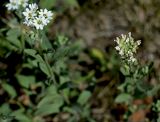 Berteroa incana