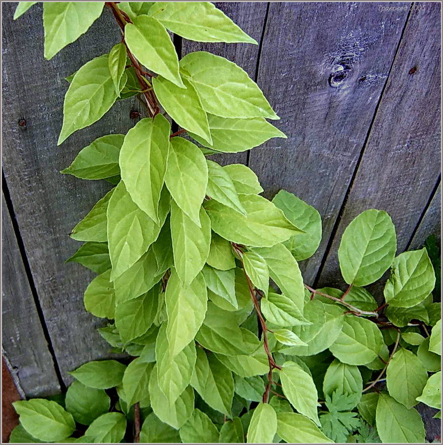 Изображение особи Schisandra chinensis.