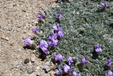 genus Oxytropis