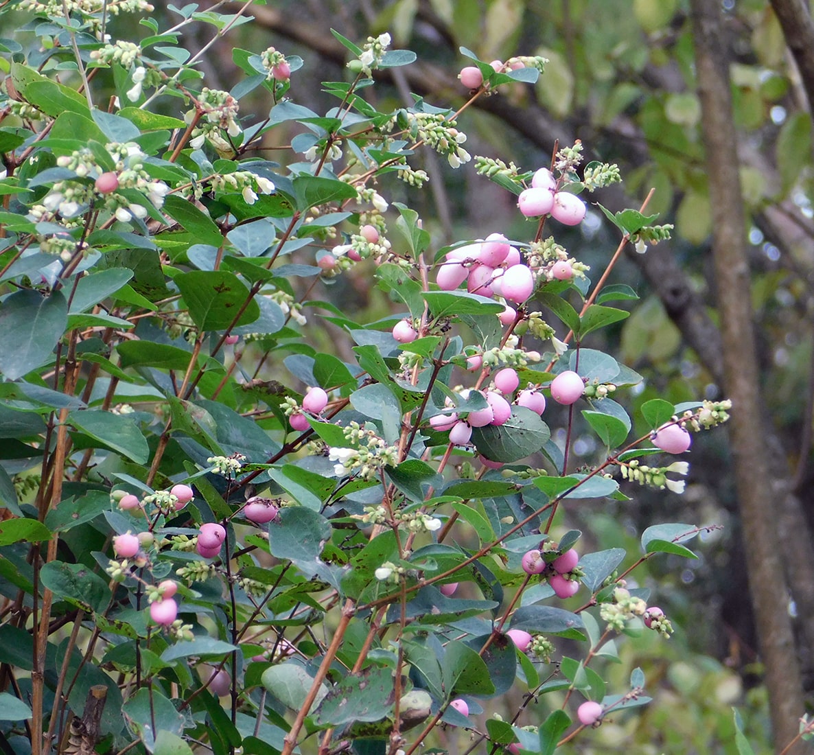 Image of Symphoricarpos × doorenbosii specimen.