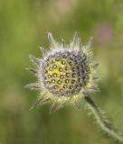 Knautia montana