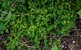 Sedum bulbiferum. Цветущие растения. Китай, провинция Хунань, национальный парк \"Чжанцзяцзе\", опушка смешанного леса. 07.06.2024.