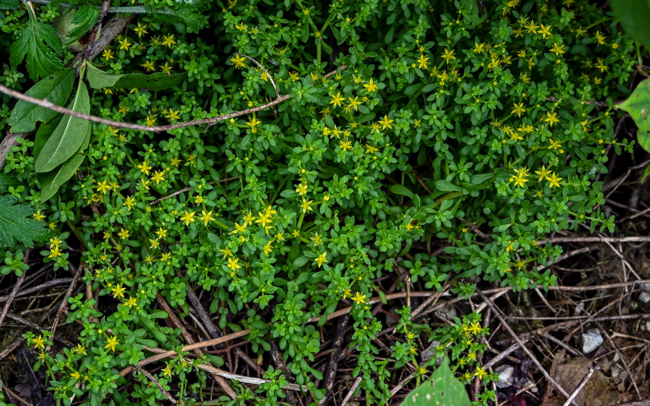 Image of Sedum bulbiferum specimen.
