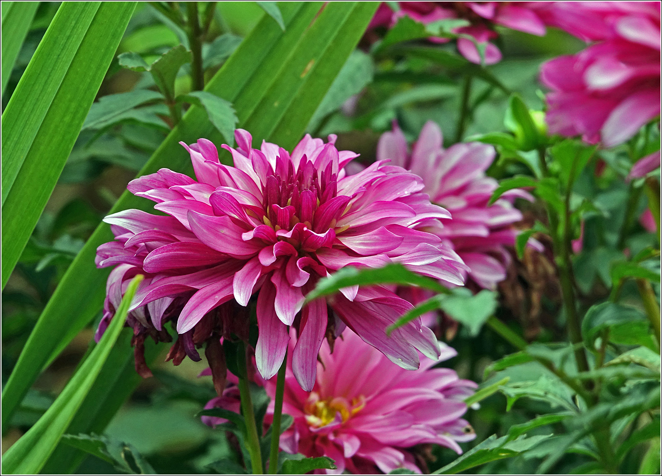 Изображение особи Dahlia × cultorum.