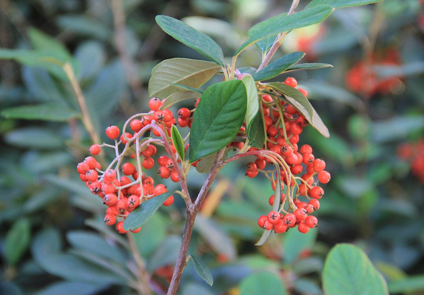 Изображение особи Cotoneaster coriaceus.