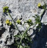 Image of taxon representative. Author is Роланд Цандекидис