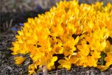 Crocus flavus. Цветки (сорт 'Golden Yellow'). Санкт-Петербург, Ботанический сад Петра Великого, северный двор, цветник. 30.03.2025.