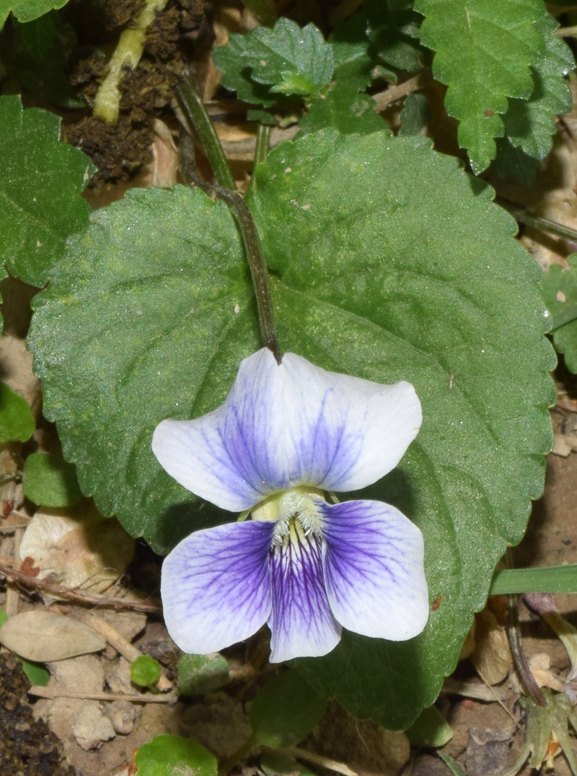 Image of Viola sororia specimen.