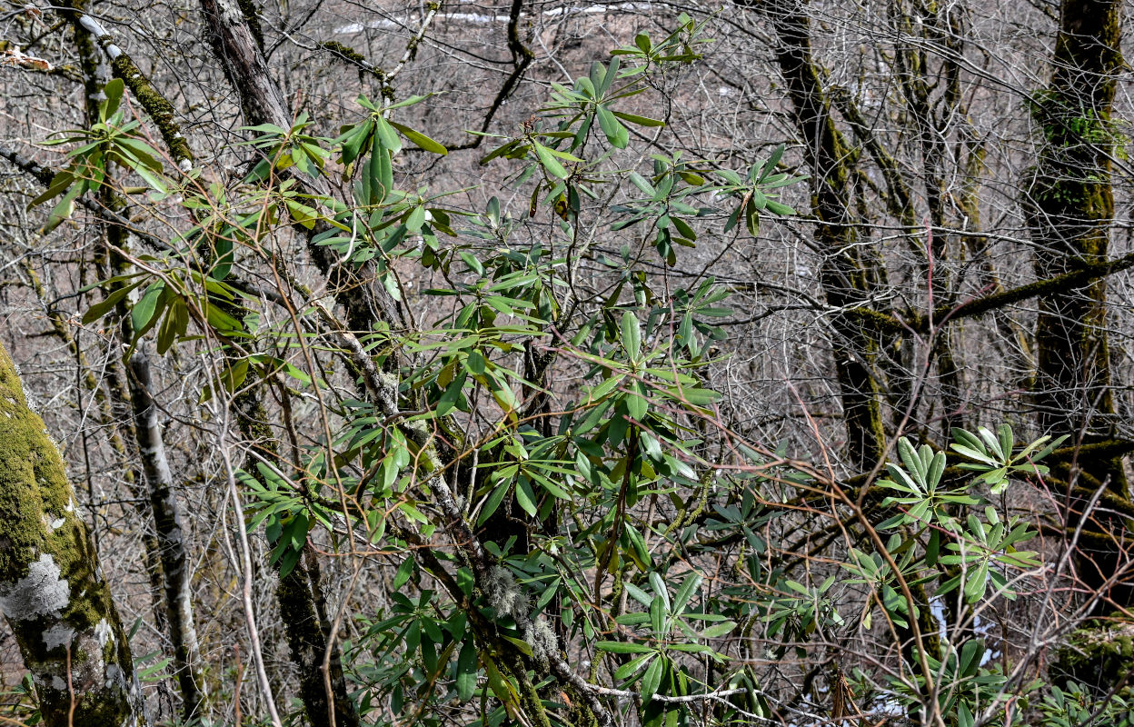 Изображение особи род Rhododendron.