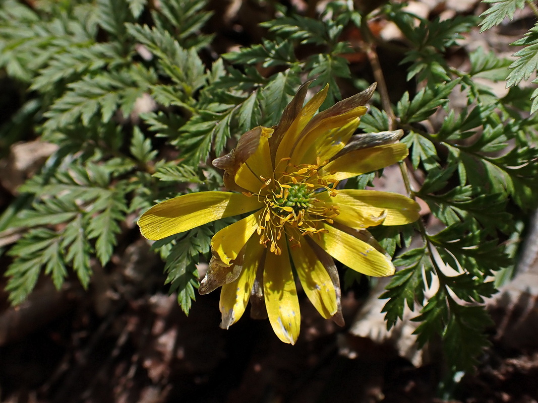 Image of Adonis amurensis specimen.