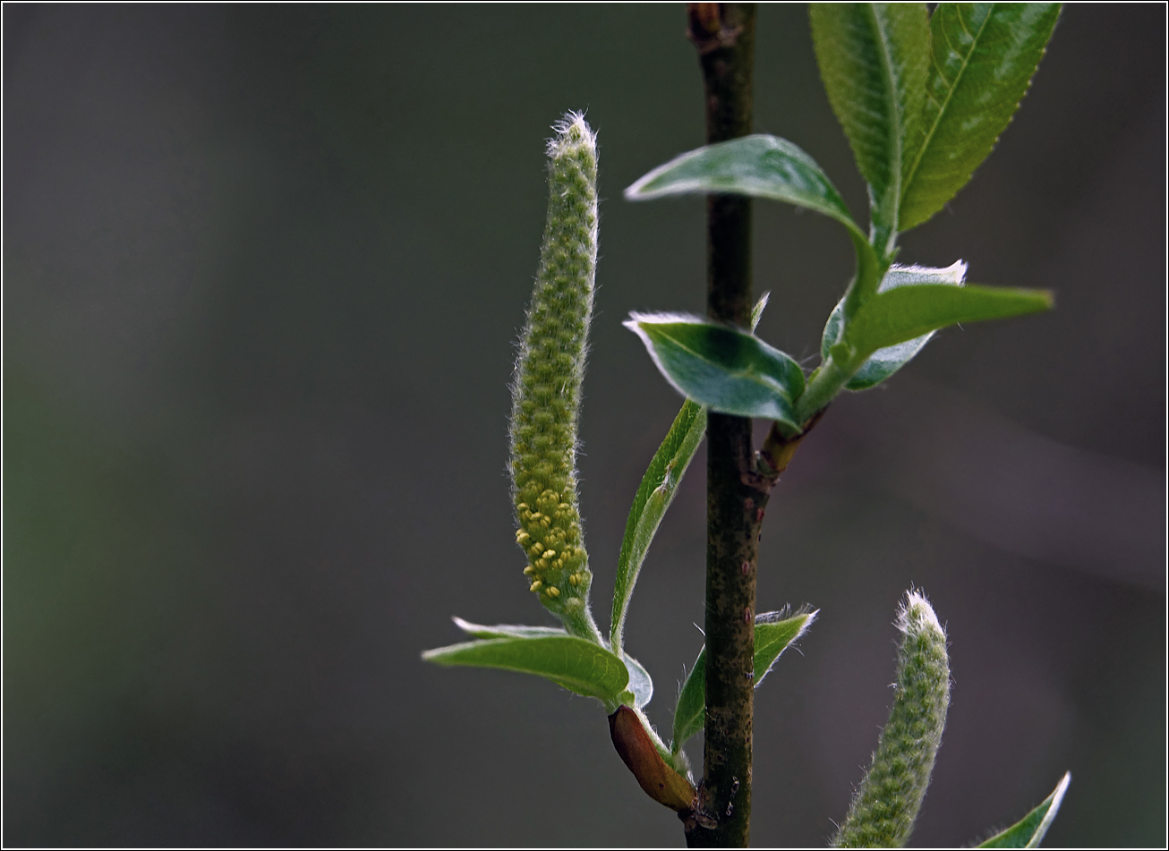 Image of Salix triandra specimen.
