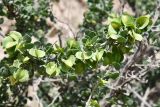Zygophyllum gontscharovii. Веточка с плодами. Таджикистан, Хатлонская обл., Кабодиёнский р-н, хр. Актау, горы Ходжа-Казиан, ур. Тахти-Сангин, сухой каменистый склон. 14 апреля 2025 г.