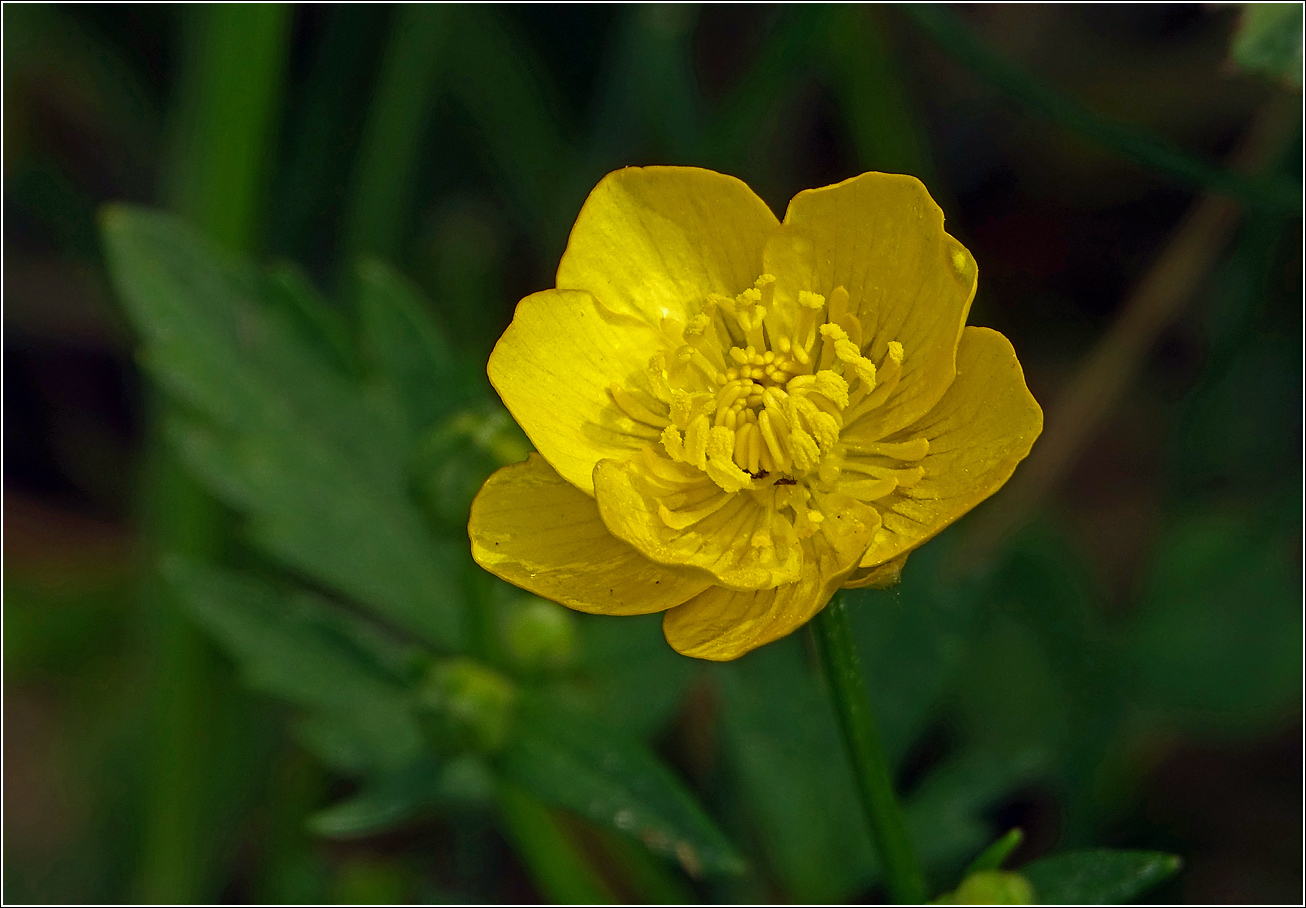 Image of Ranunculus repens specimen.
