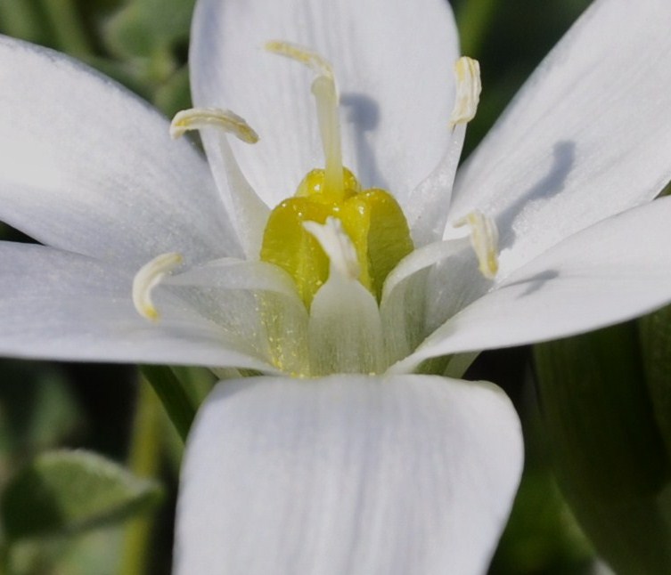 Изображение особи род Ornithogalum.