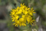 Medicago saxatilis. Соцветие. Крым, Бахчисарайский р-н, окр. с. Танковое, берег водохранилища, известняковый склон. 05.06.2025.