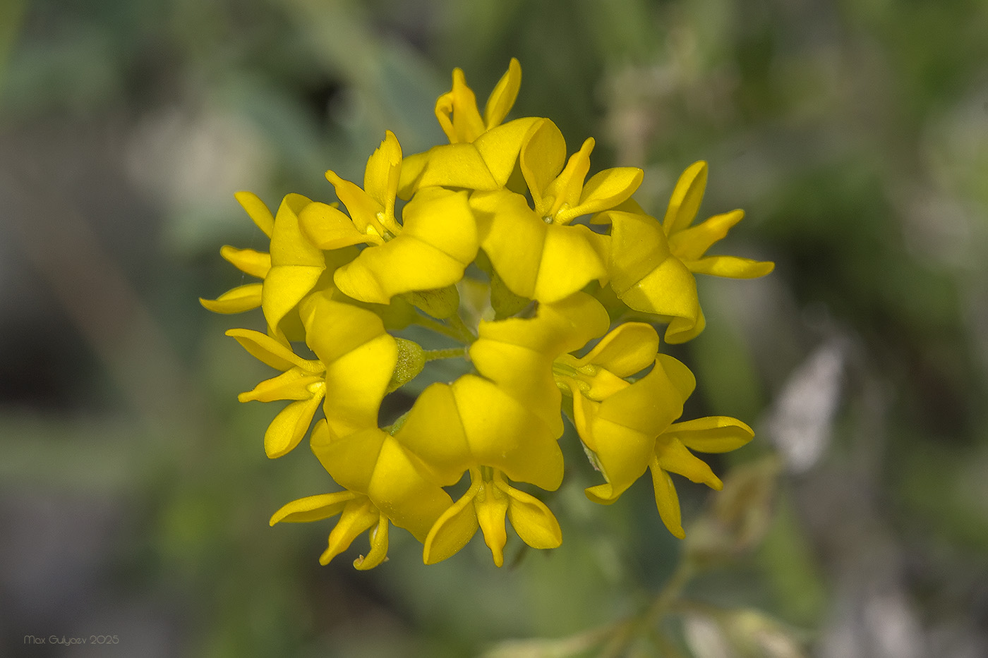 Image of Medicago saxatilis specimen.