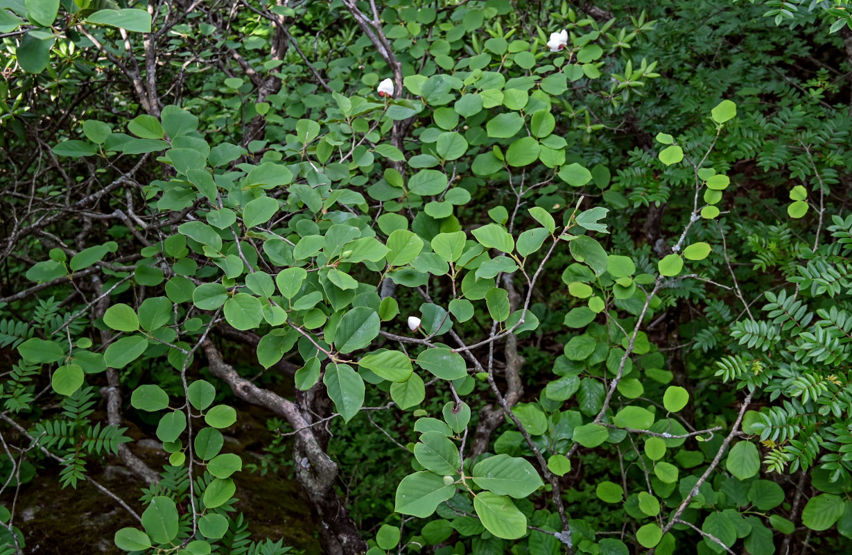 Изображение особи Magnolia sieboldii.