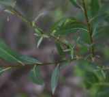genus Salix. Часть побега. Турция, ил Ван, рядом с водопадом Мурадие, берег р. Бендимахи. 20 мая 2025 г.