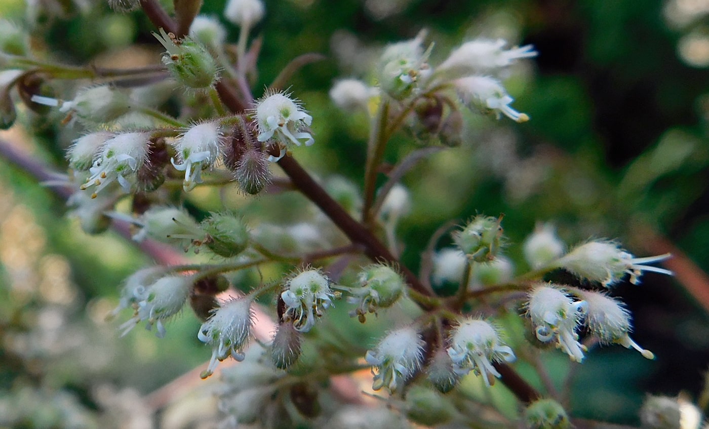 Image of Heuchera &times; hybrida specimen.