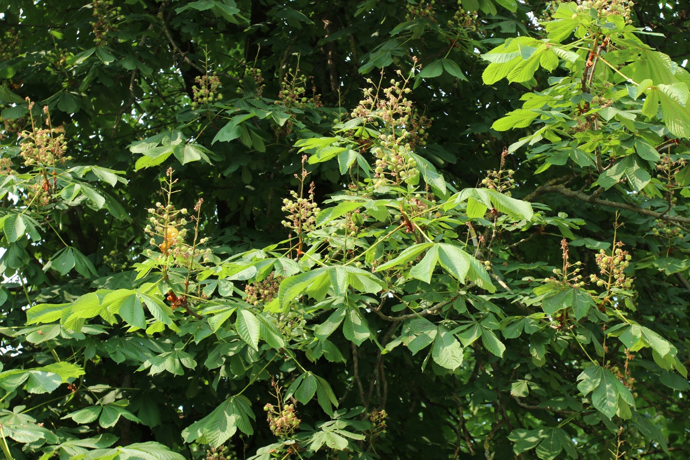 Изображение особи Aesculus hippocastanum.