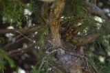 genus Juniperus