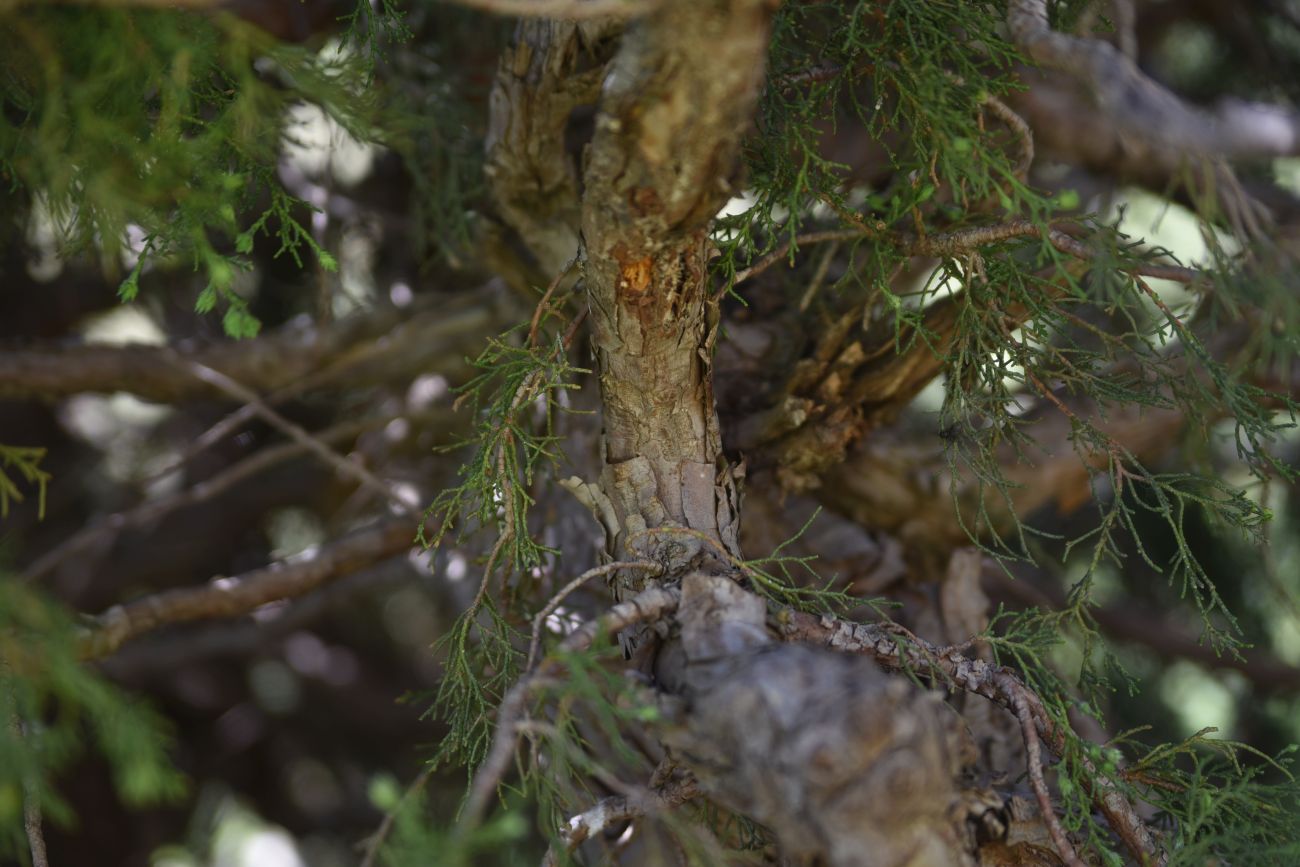 Image of genus Juniperus specimen.