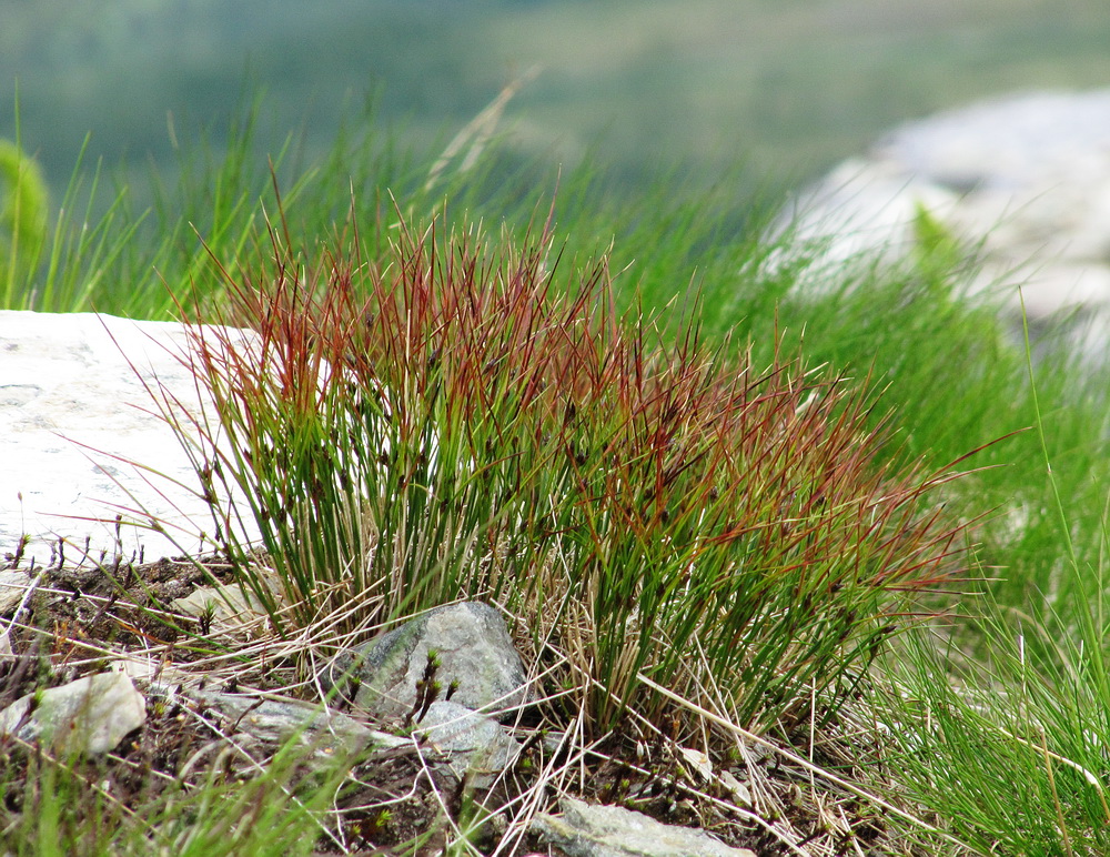 Изображение особи Juncus trifidus.