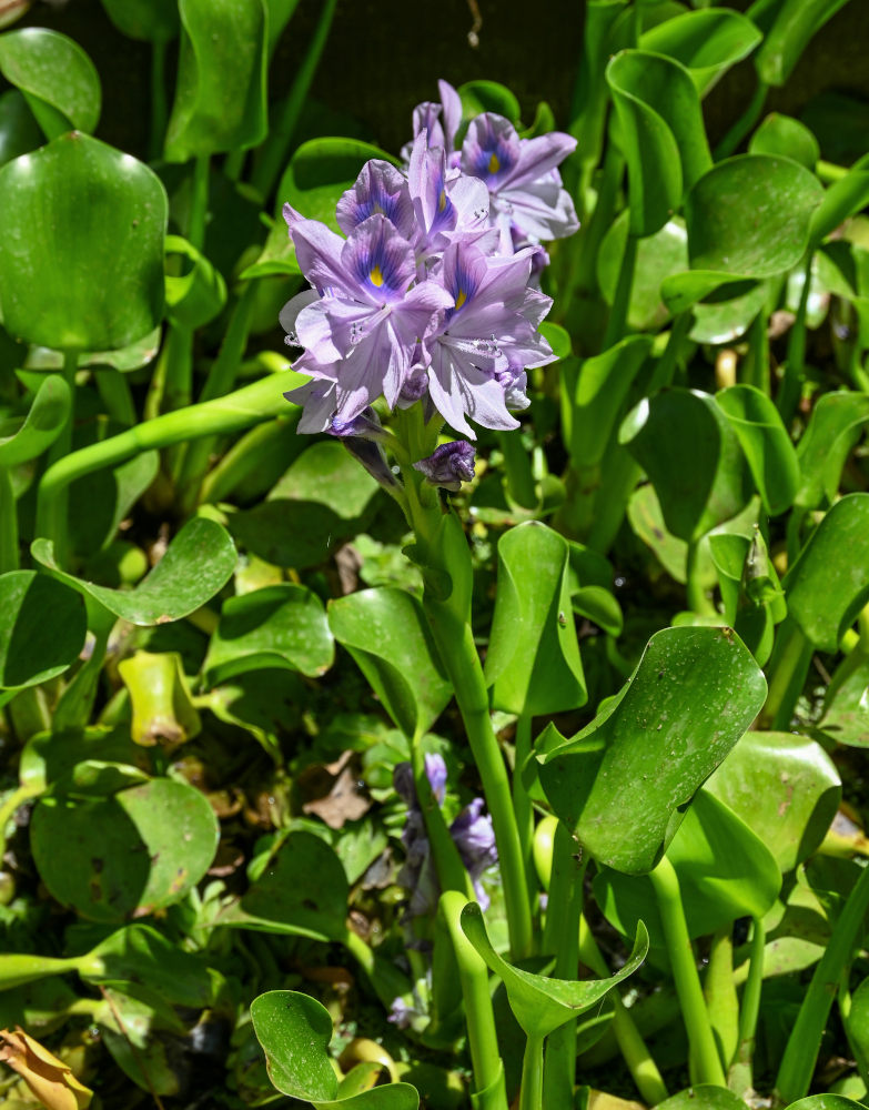 Изображение особи Eichhornia crassipes.