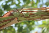 Смотреть изображение Arbutus andrachne
